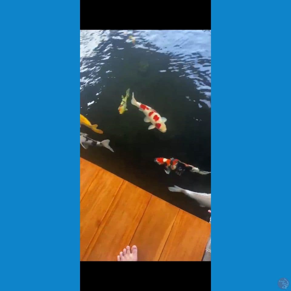 50 57 bu borongan kolam 11 ekor 