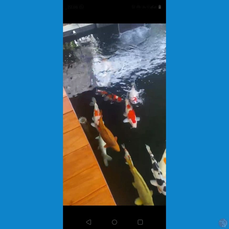50 57 bu borongan kolam 11 ekor 