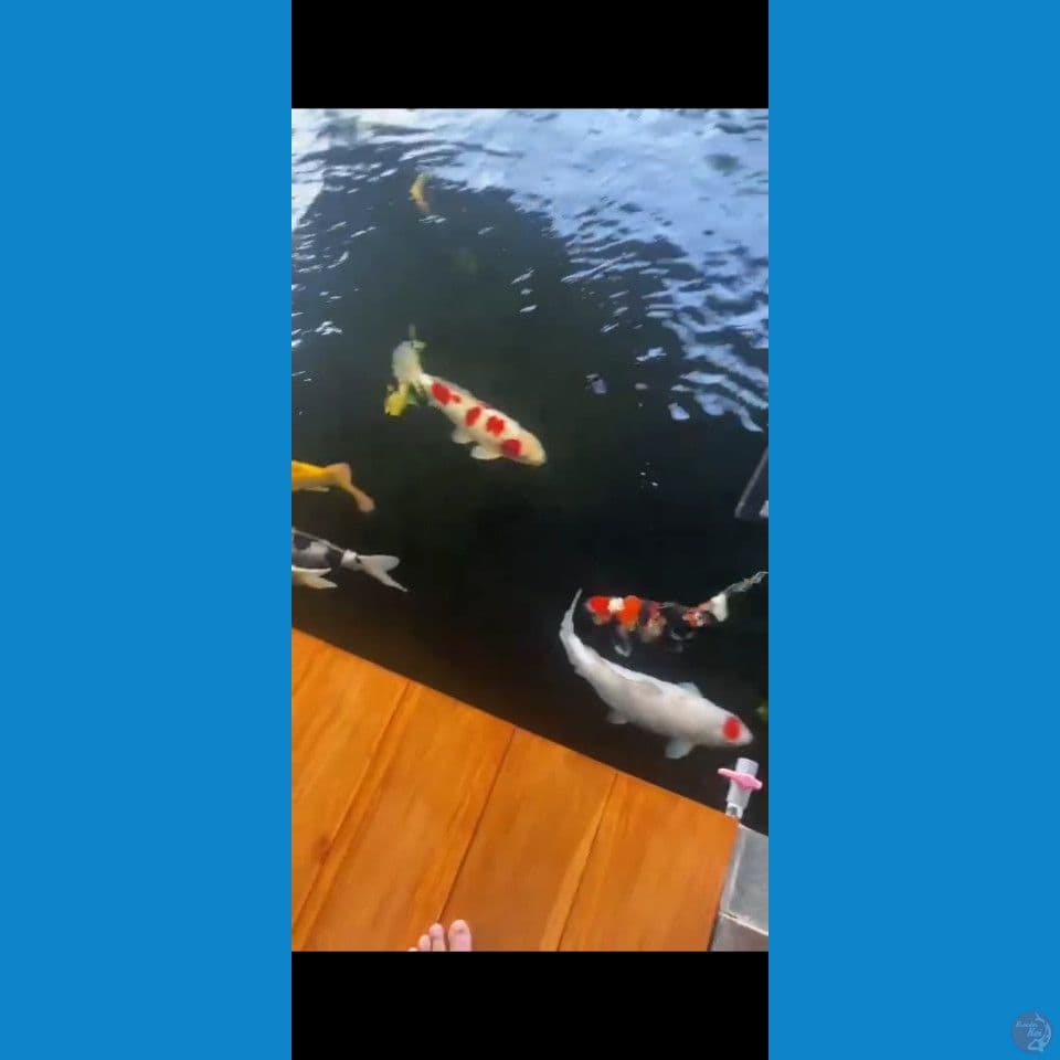 50 57 bu borongan kolam 11 ekor 