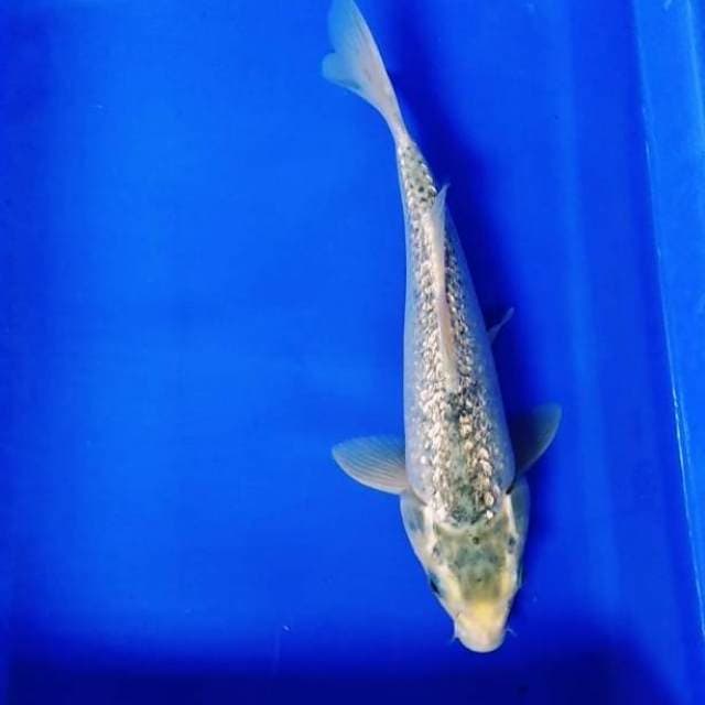 Penjinak kolam ginrin