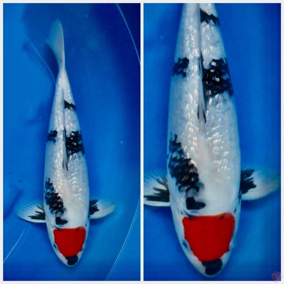 tc gingrin ori 43cm male