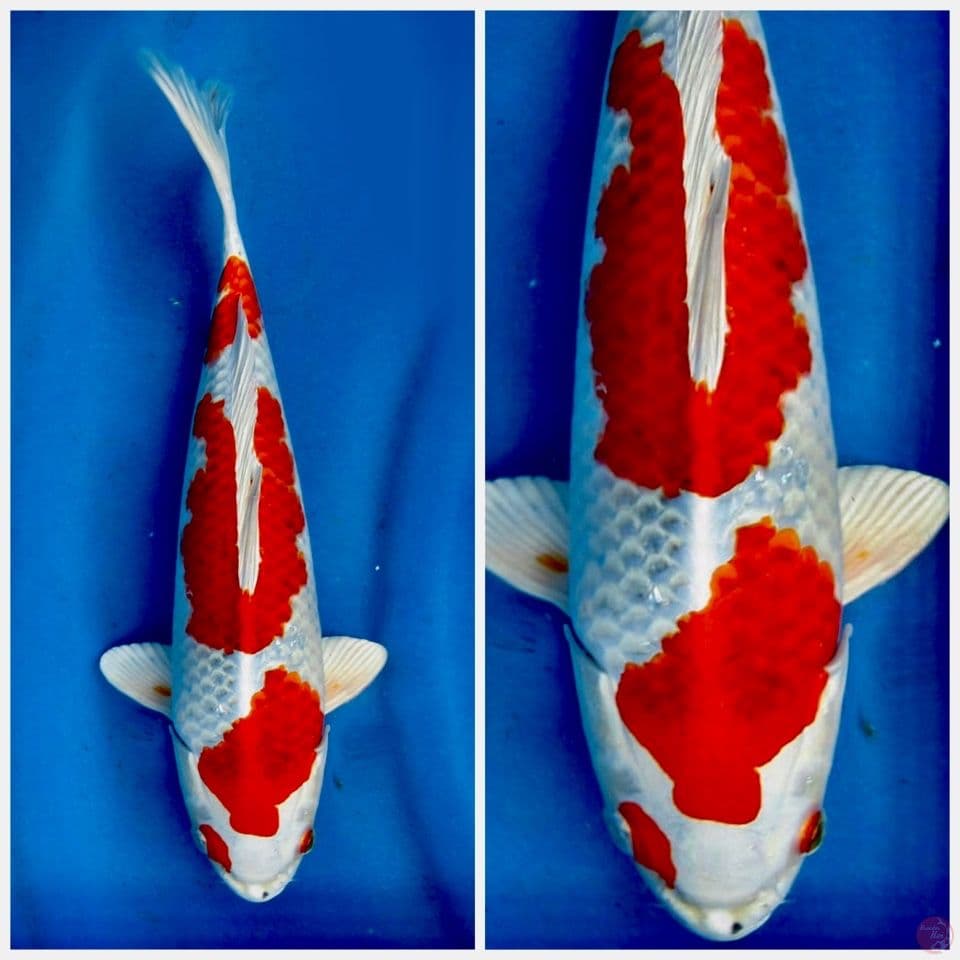 kin kushui 34cm male