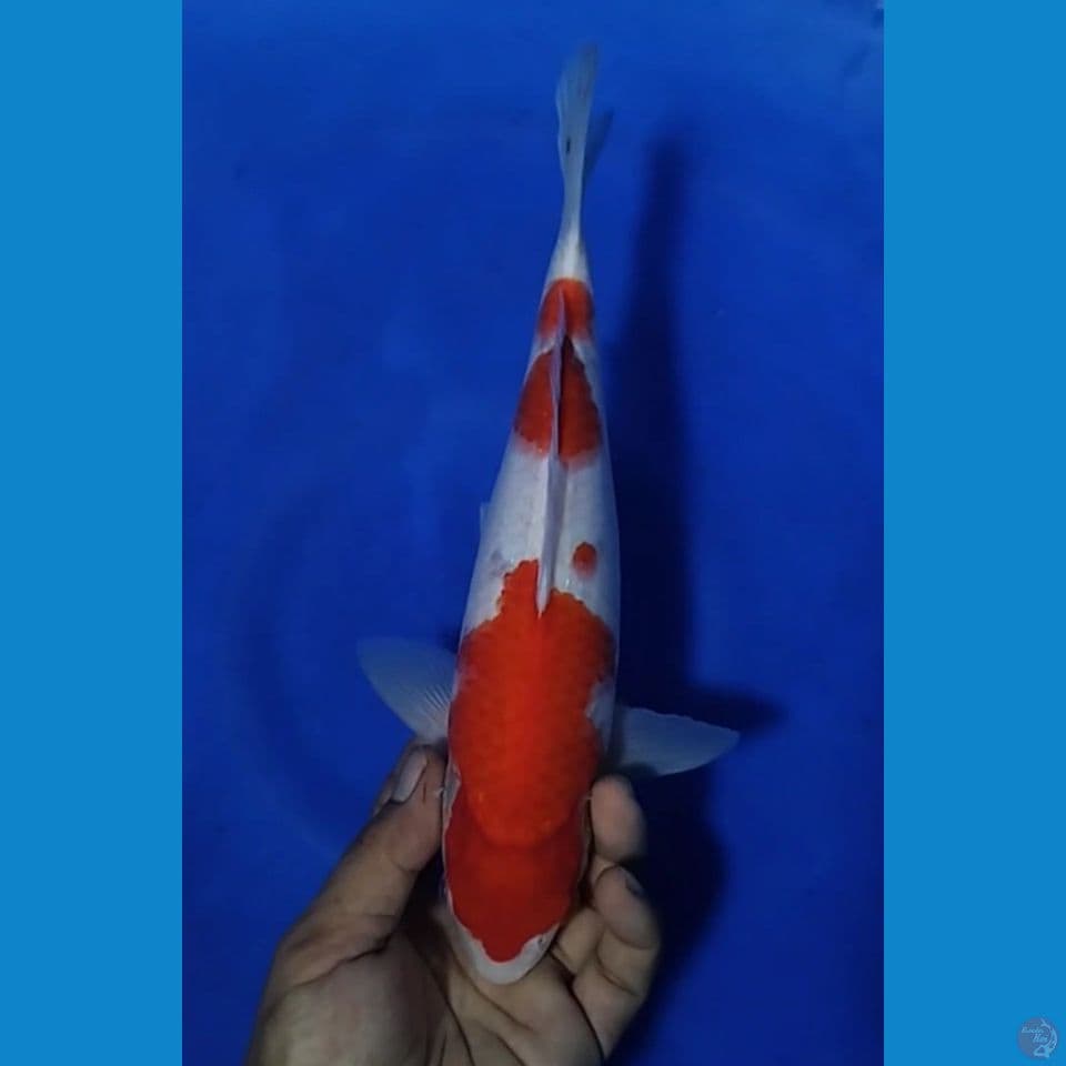 KOHAKU M 30CM