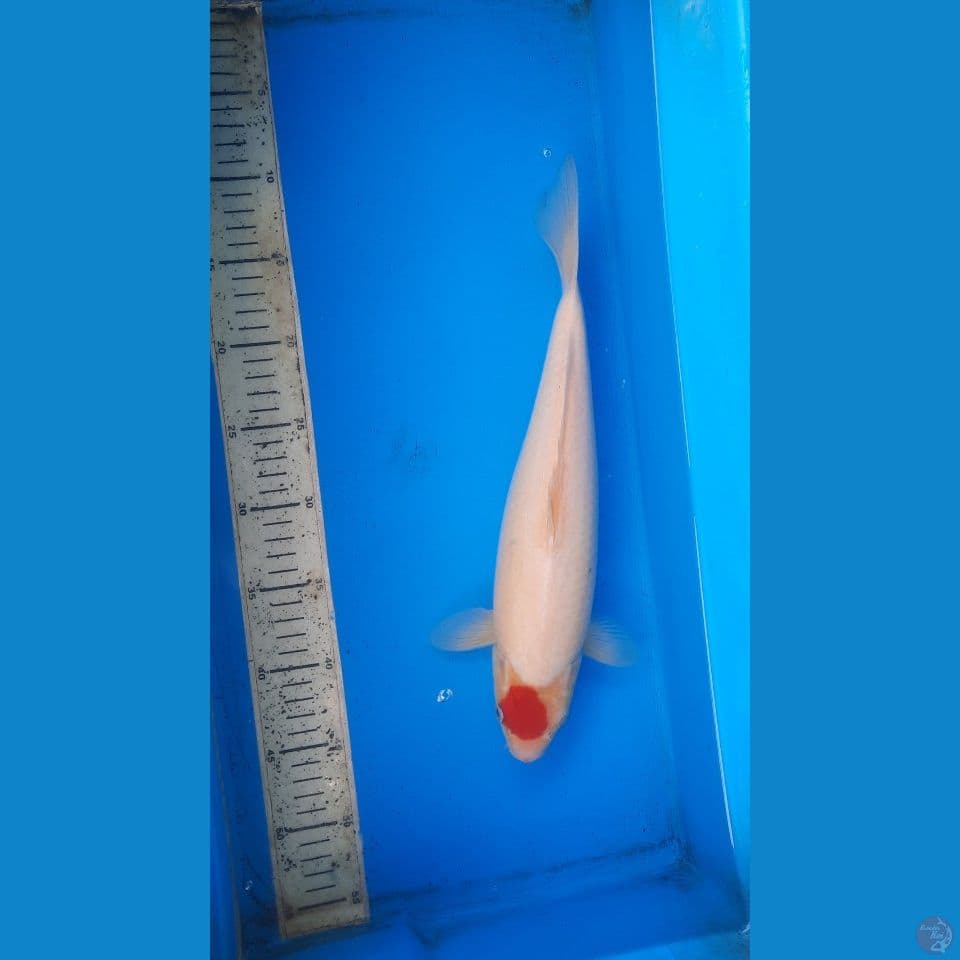 t kohaku