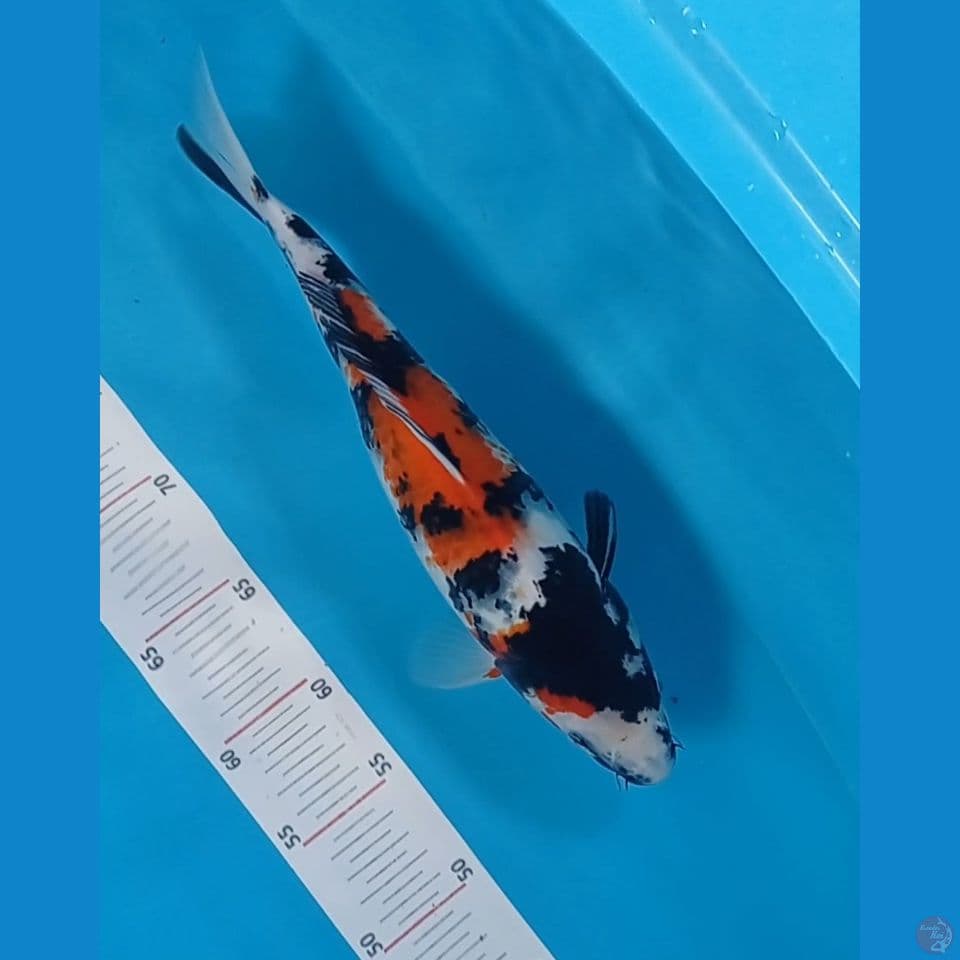 Showa 32 cm male