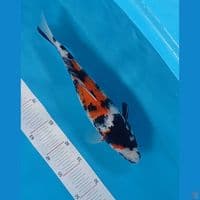 Showa 32 cm male
