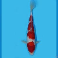 Kohaku Male 35cm