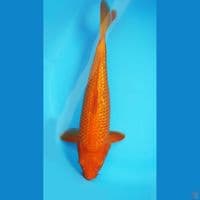 Red Karasi 41cm(MadinaAziz)