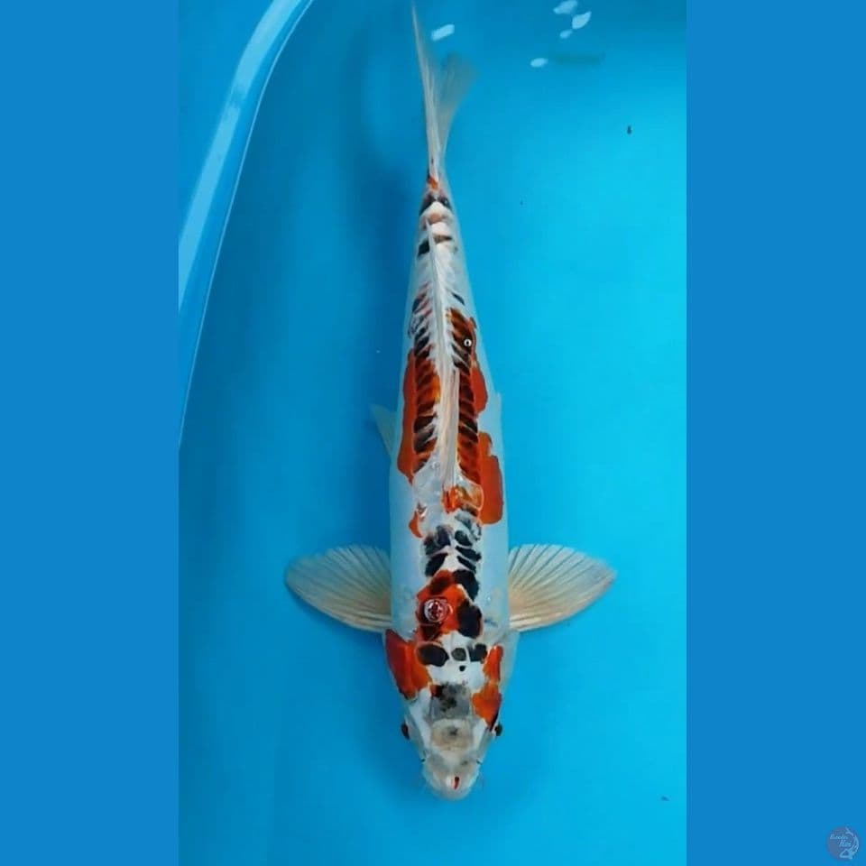 SIZE 50CM KUJAKI DOITSU MALE