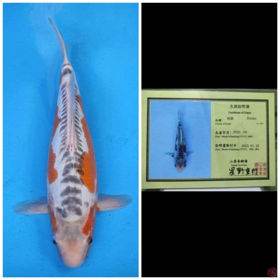 Yamaju Shusui