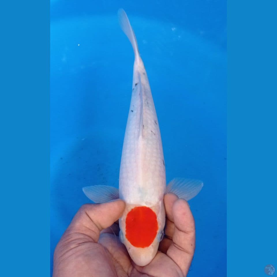 tanco sanke 30cm