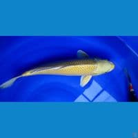 yamabuki ogon 45cm