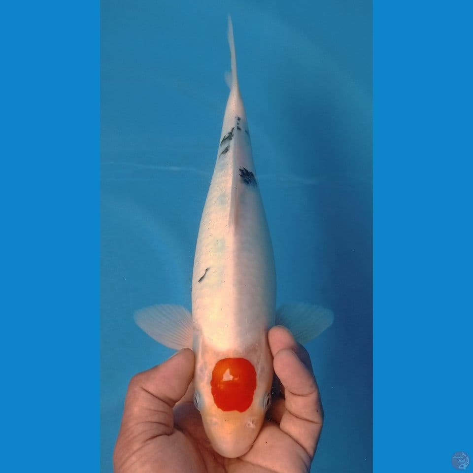 TANCO SANKE 32CM