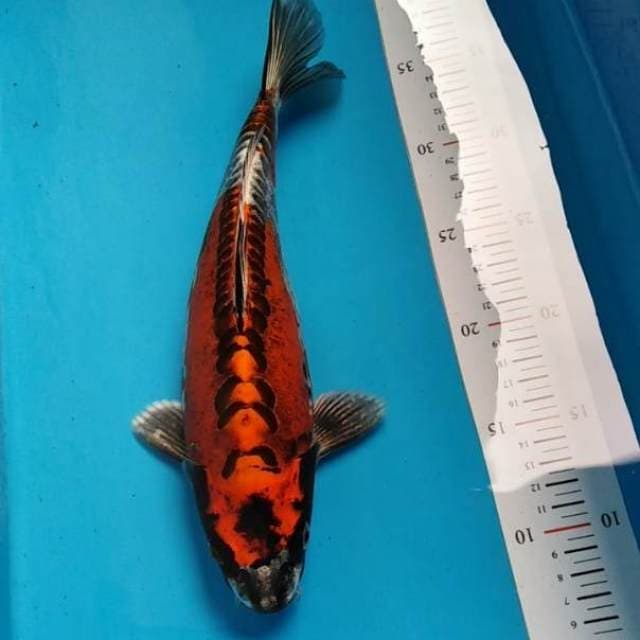Kikokuryu punuk