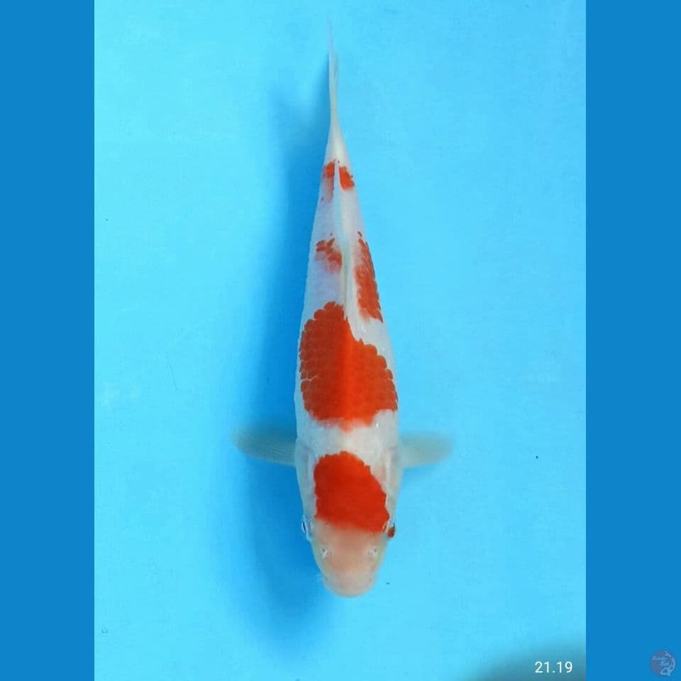 Kohaku 20cm