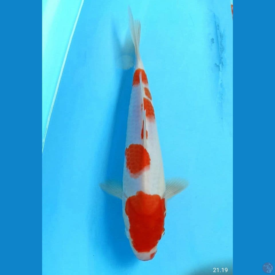 Kohaku 24cm