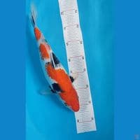 Showa 35 cm ~ female