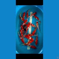 HQ- 25-28cm 20ekor 