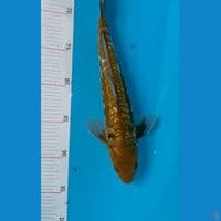 Aragoke Antik 30 cm ~ male