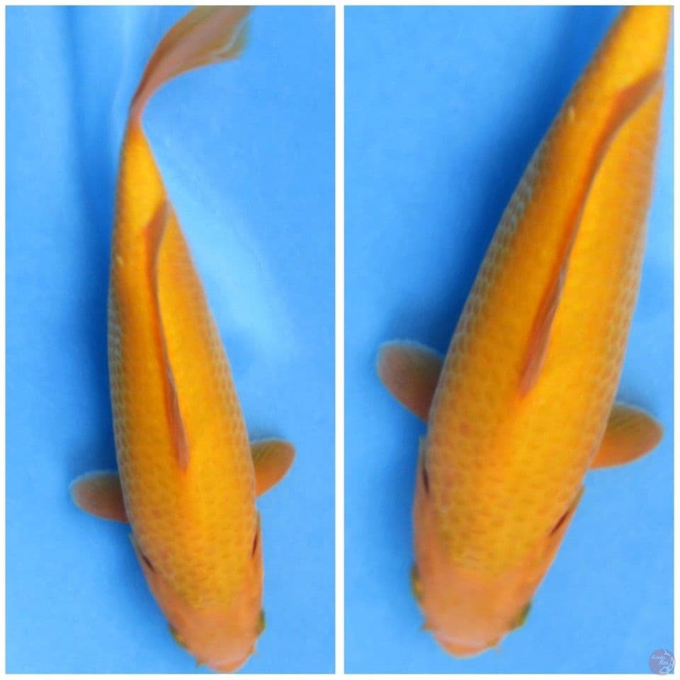 24cm , Karamel Body Gemoy