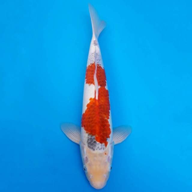 Ai goromo import