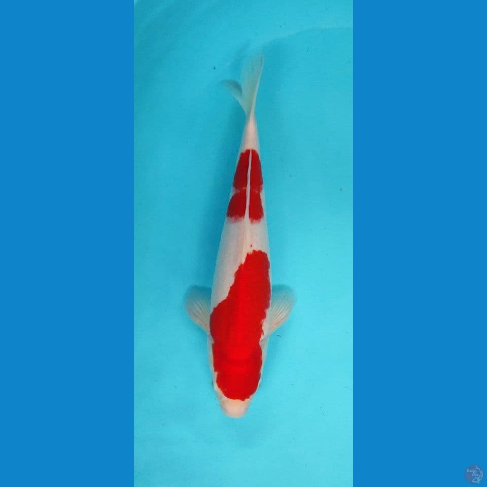 Original kohaku 34 cm