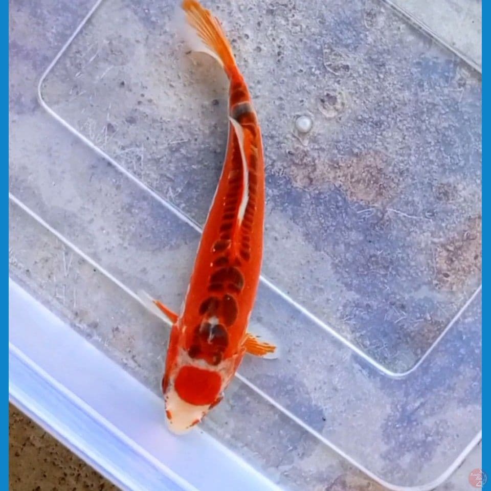 MaruHana 20cm