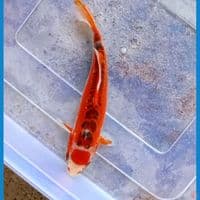 MaruHana 20cm