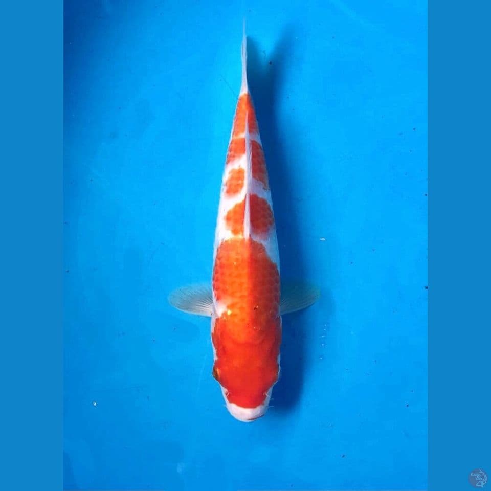 kohaku 25cm
