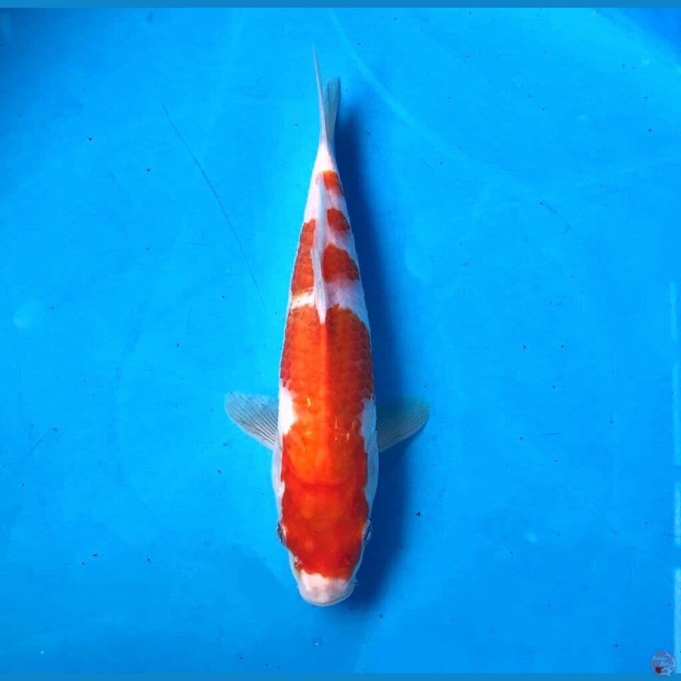 kohaku 22cm