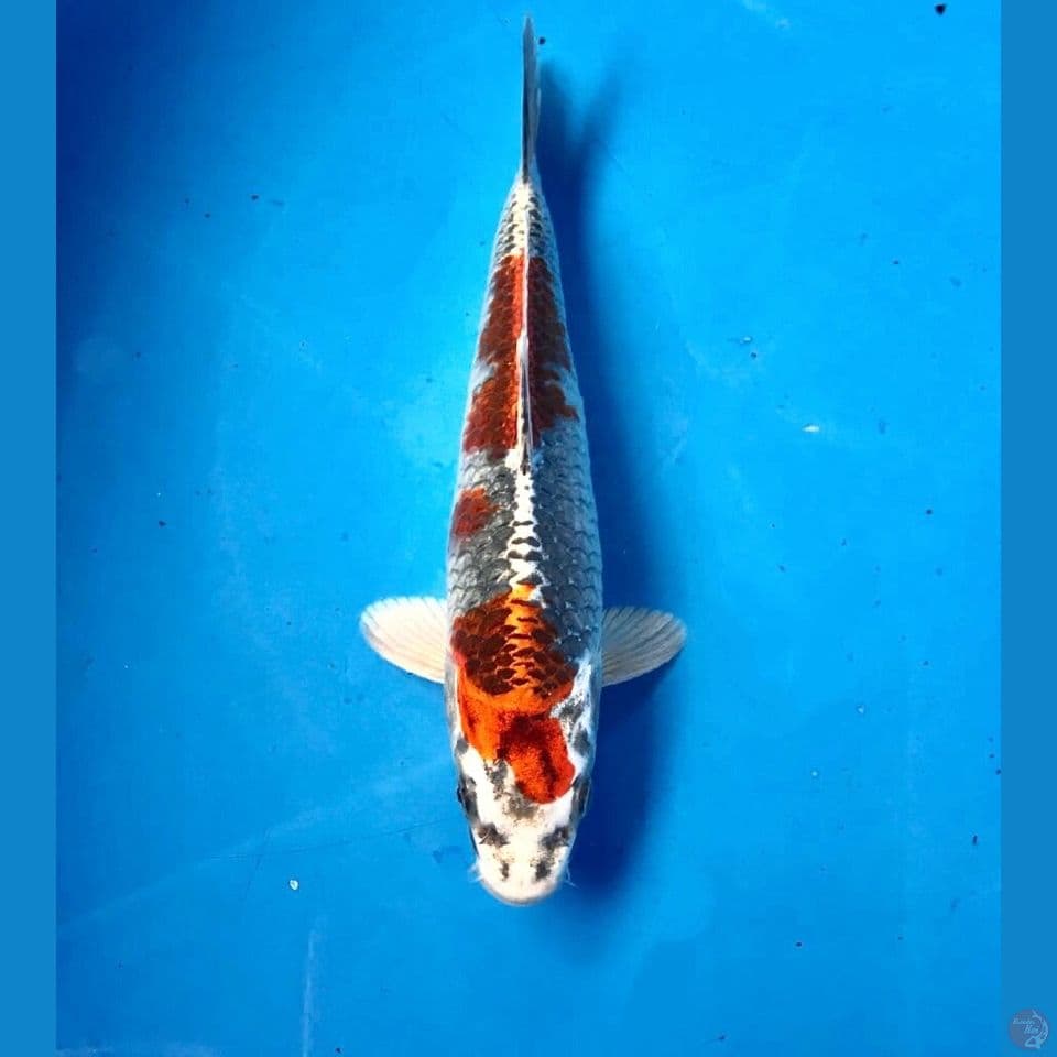 beni gingga 22cm