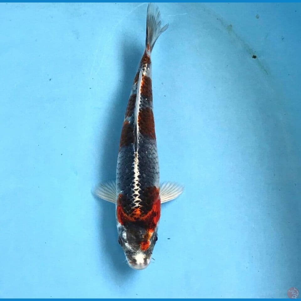beni gingga 19cm