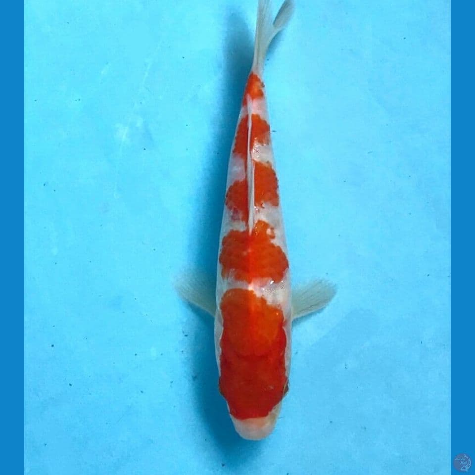 kohaku 20cm