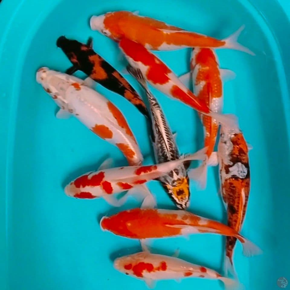 ciamik 25_35cm