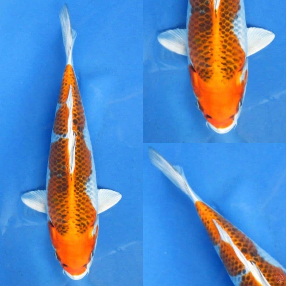 28cm, Kujaku