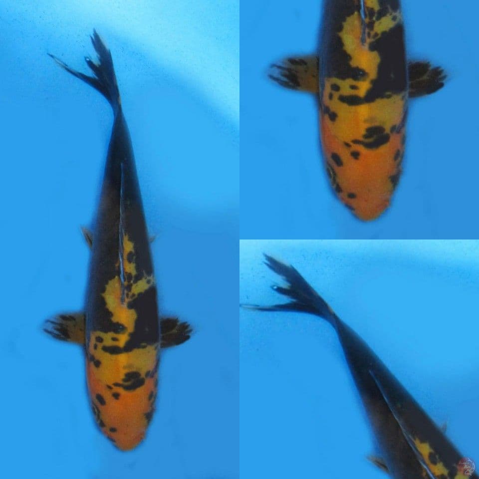 13cm, Minion kumonryu antik
