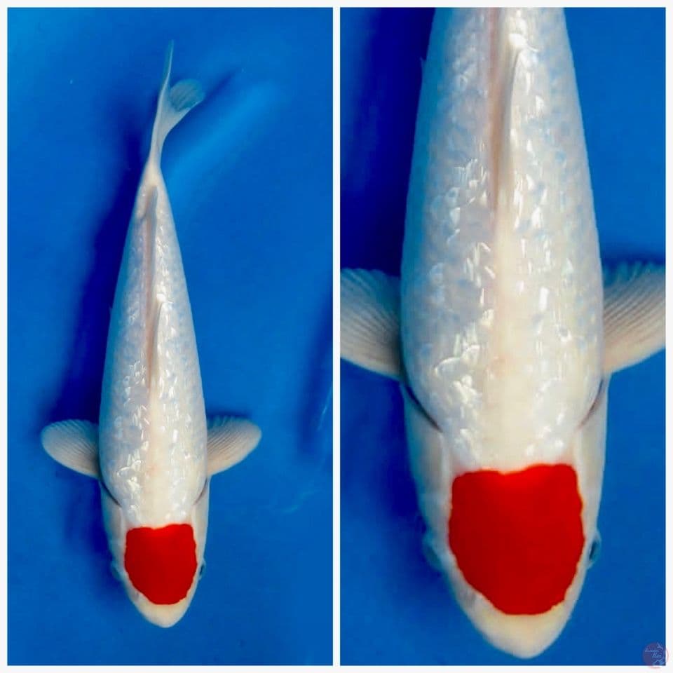 Tancho kohaku ori full gingrin 32cm