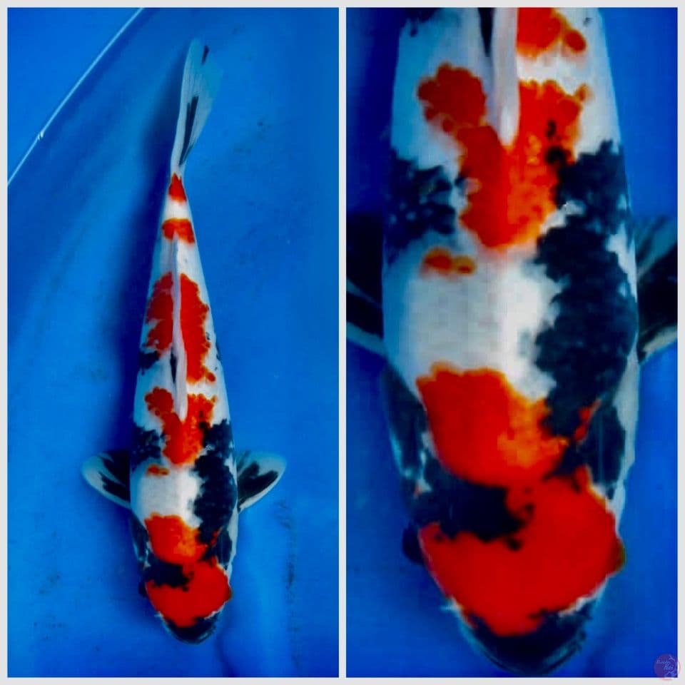 Showa bahan keep 28cm male 