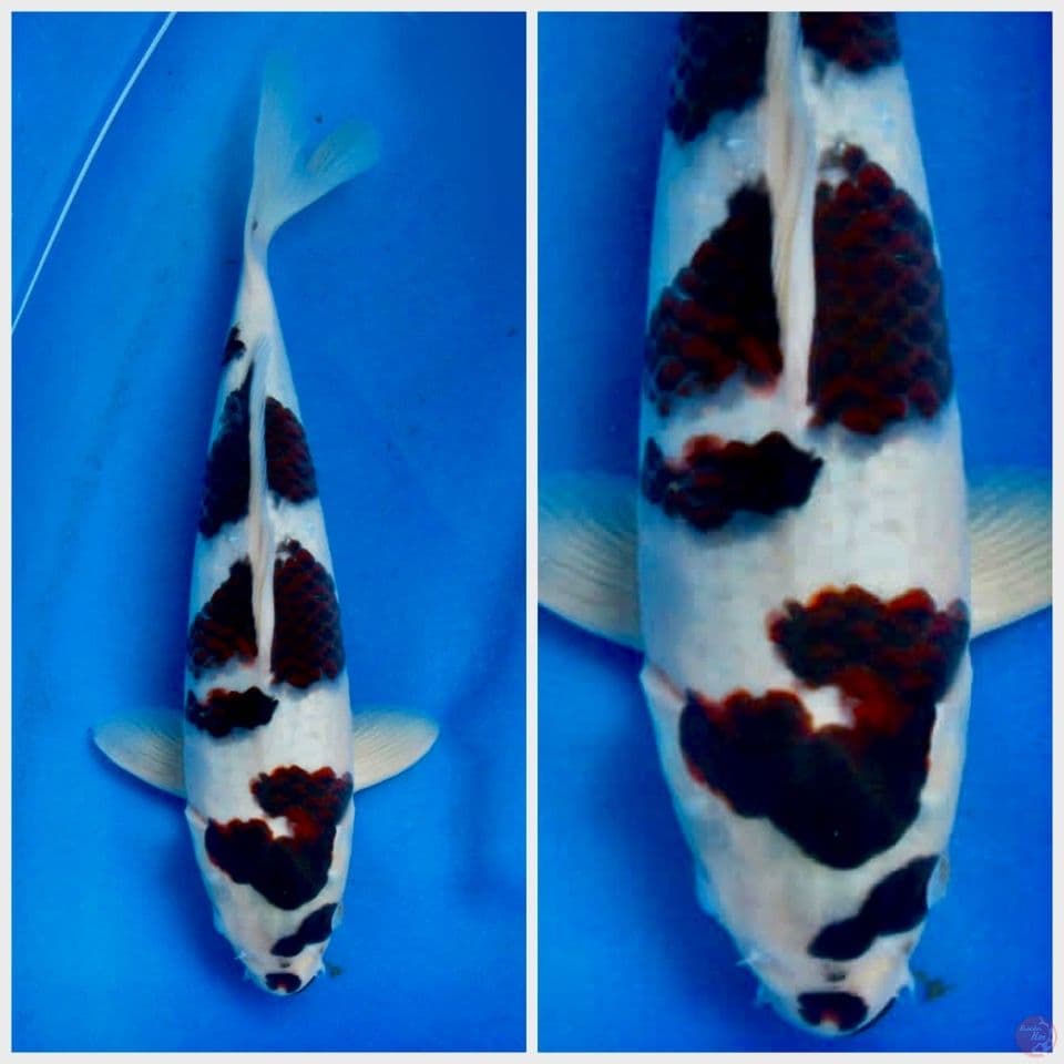 Aigoromo 32cm male pola ori 