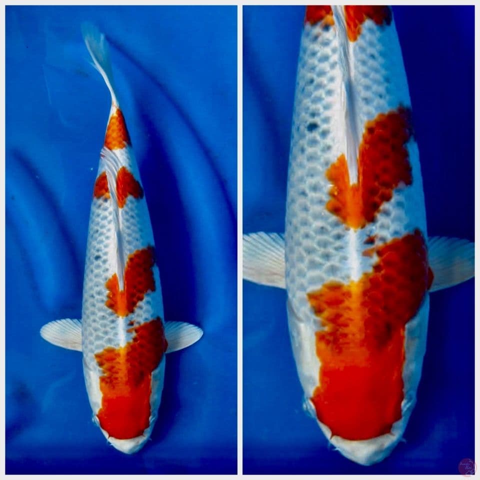 kohaku antik 35 cm