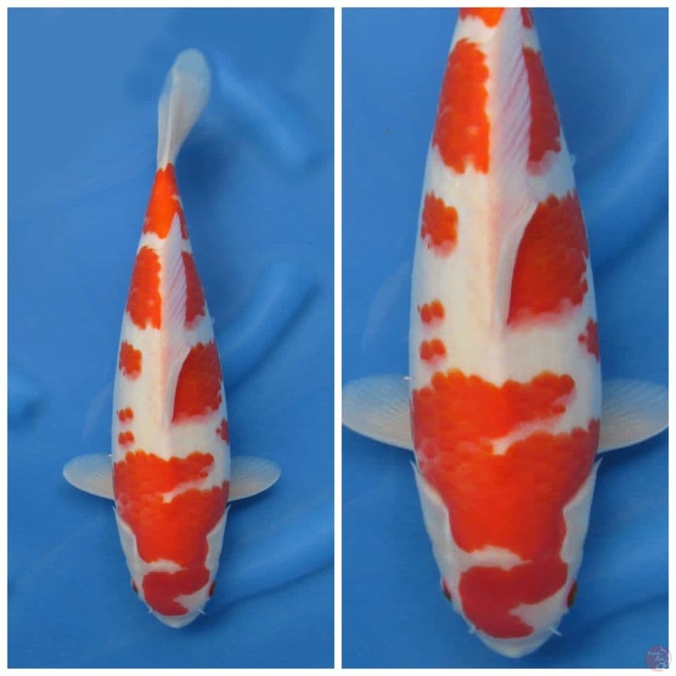 Kohaku jumbo 40 cm 