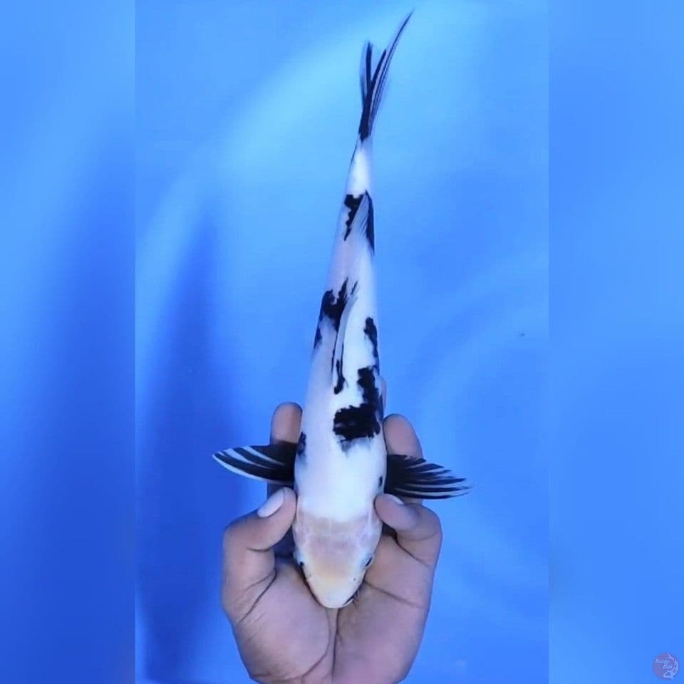SHIRO BERSIH # 30CM - F