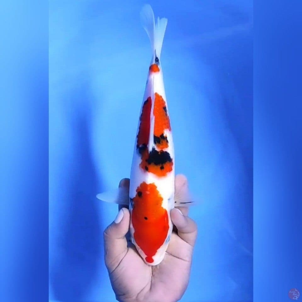 SANKE # 30CM - F