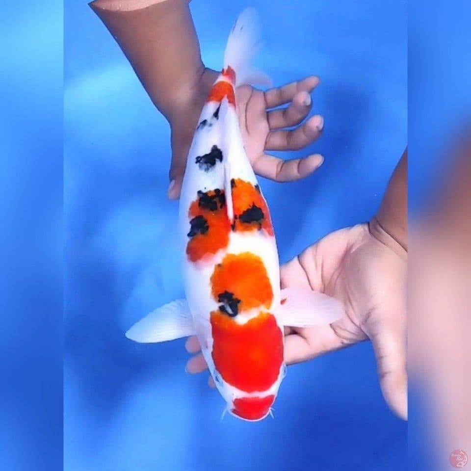SANKE MANTAP # 37CM - F