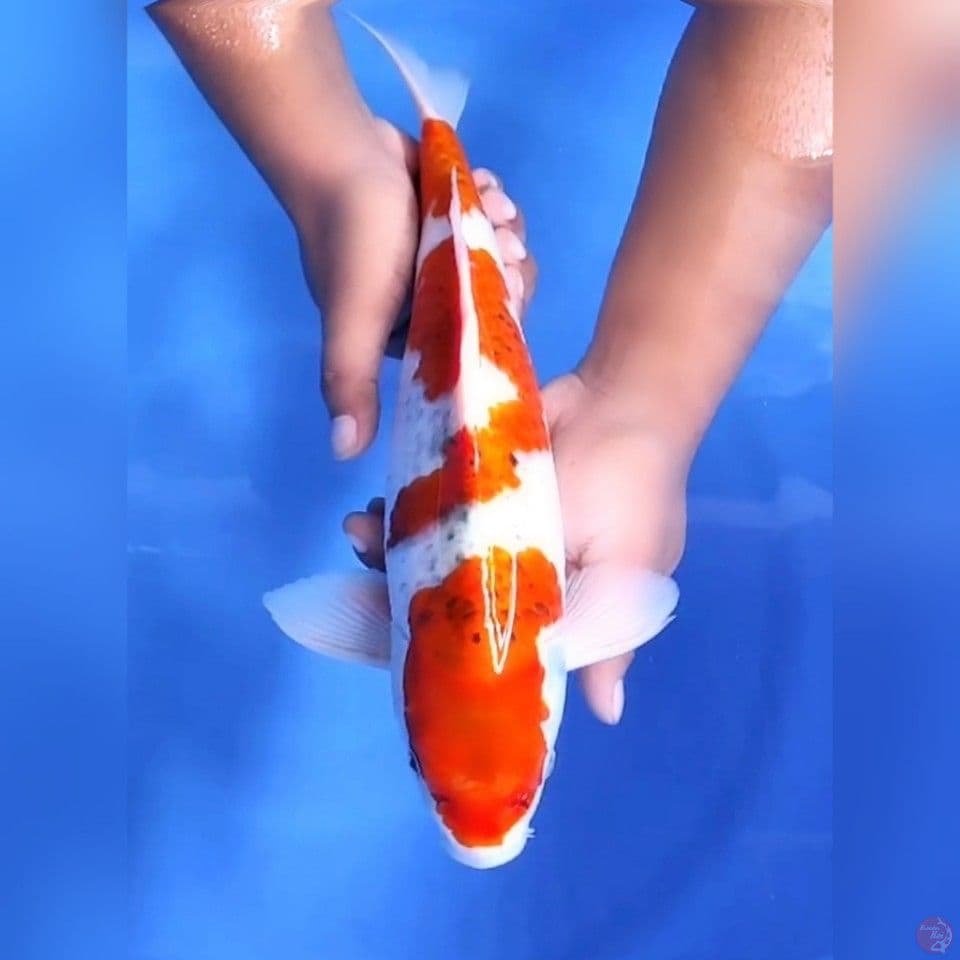 GHOSIKI # 38CM - M