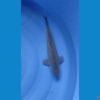 40 cm male