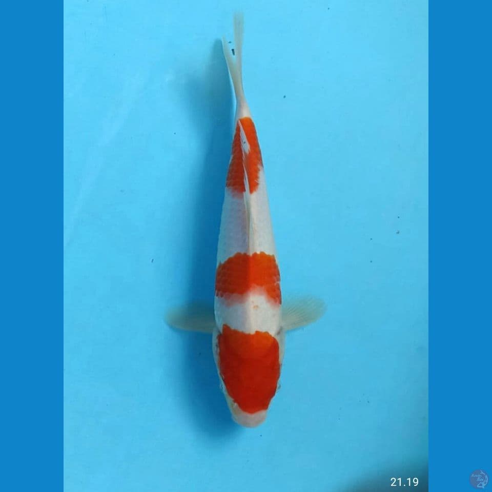 Kohaku 24cm