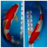 kohaku doitsu murni 52cm jantan strong