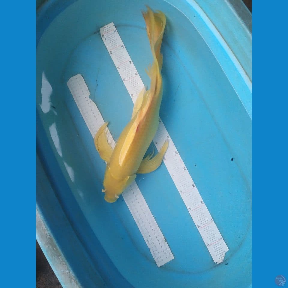 kumpay 55cm