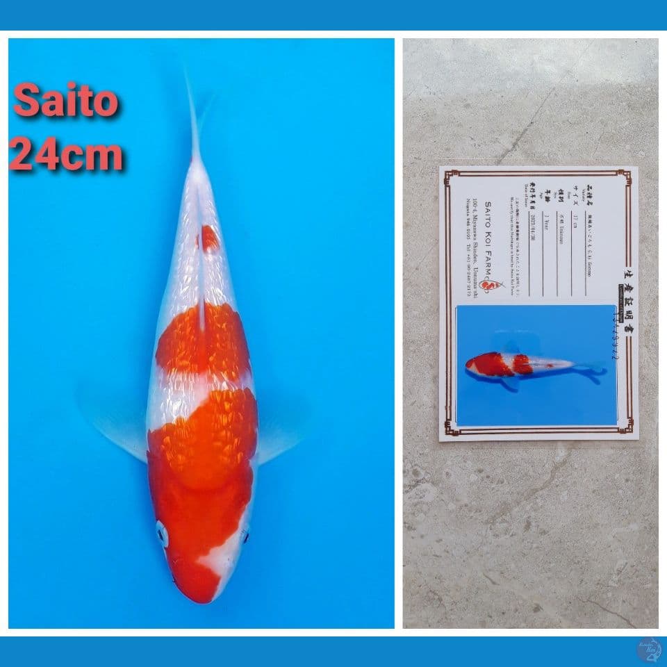 SAITO AI GOROMO GINRIN 24CM SERTI